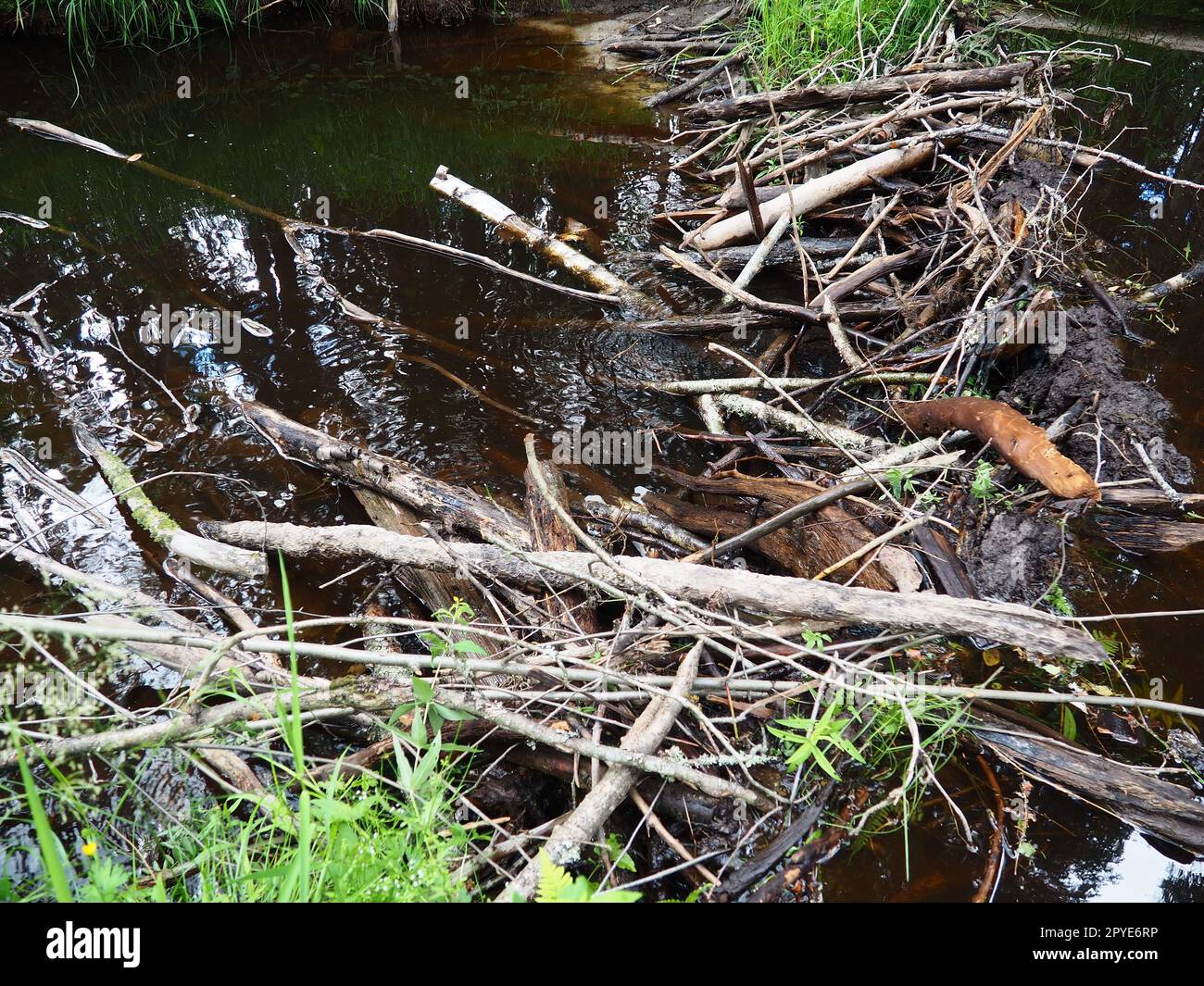 Una diga di castoro eretta dai castori su un fiume o un torrente per proteggersi dai predatori e facilitare il foraggiamento durante l'inverno. I materiali della diga sono legno, rami, foglie, erba, limo, fango, pietre Foto Stock