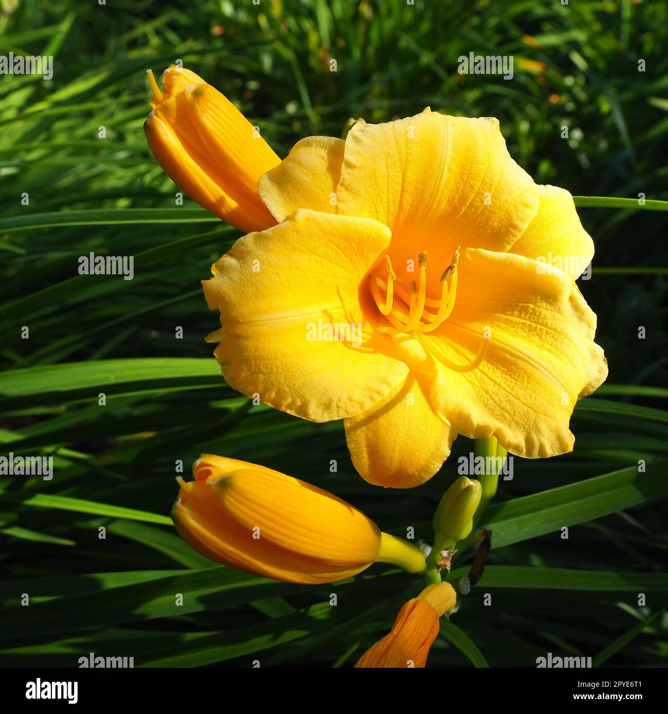 Daylily, o bellissimo giallo limone, è una pianta erbacea perenne splendidamente fiorita. Foglie verdi lunghe e sottili. Fioritura come hobby. Hemerocallis lilioasphodelus varietà gialla. Foto Stock