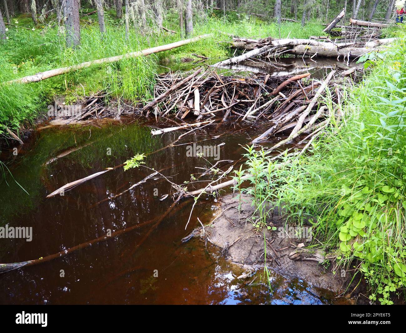 Una diga di castoro eretta dai castori su un fiume o un torrente per proteggersi dai predatori e facilitare il foraggiamento durante l'inverno. I materiali della diga sono legno, rami, foglie, erba, limo, fango, pietre Foto Stock