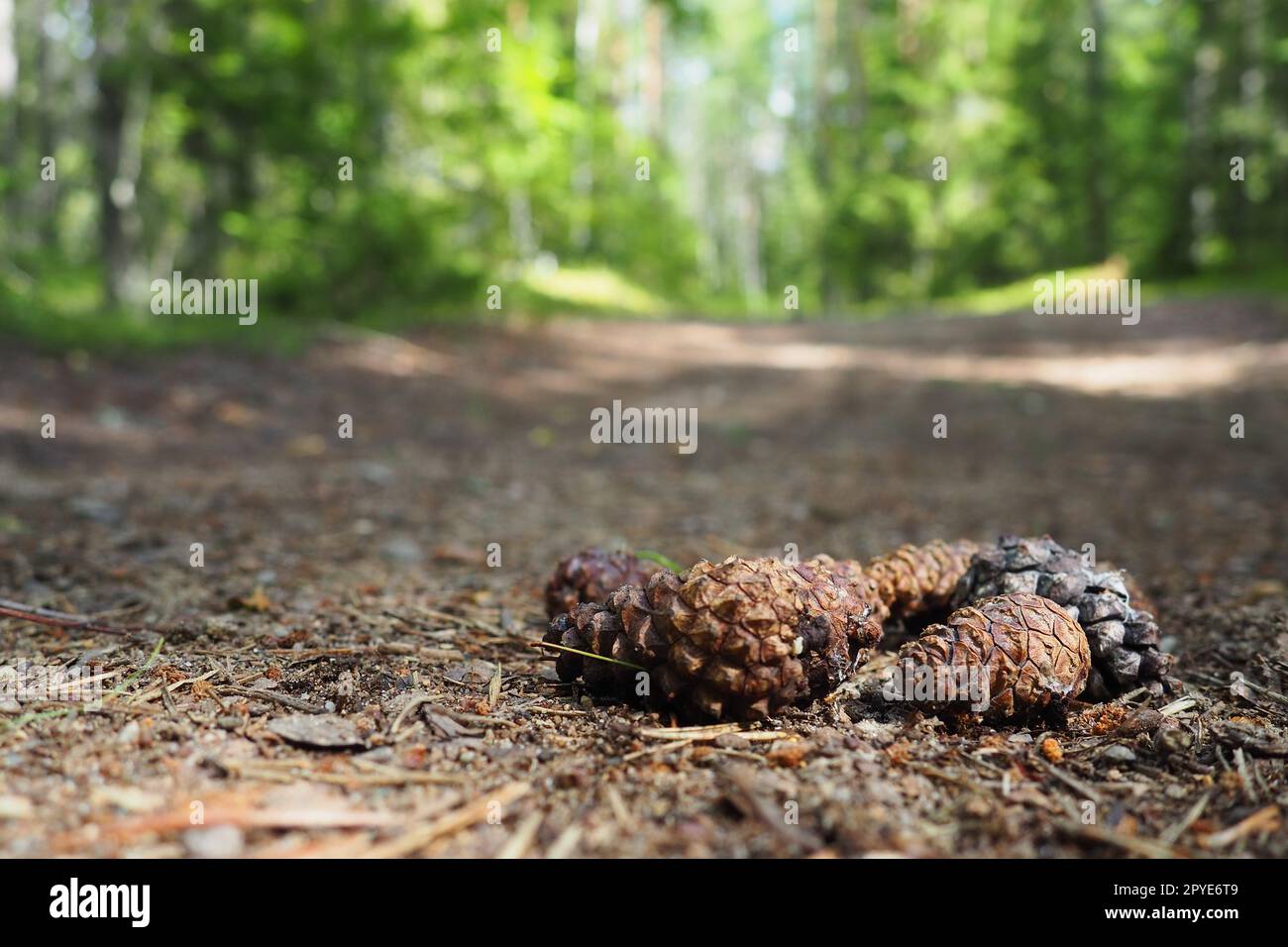 I coni di pino o abete rosso giacciono sul fogliame essiccato e sugli aghi di pino. primo piano. Sentiero forestale in una foresta di conifere. Alberi verdi sullo sfondo. Il tema dell'ecologia e della conservazione delle foreste Foto Stock