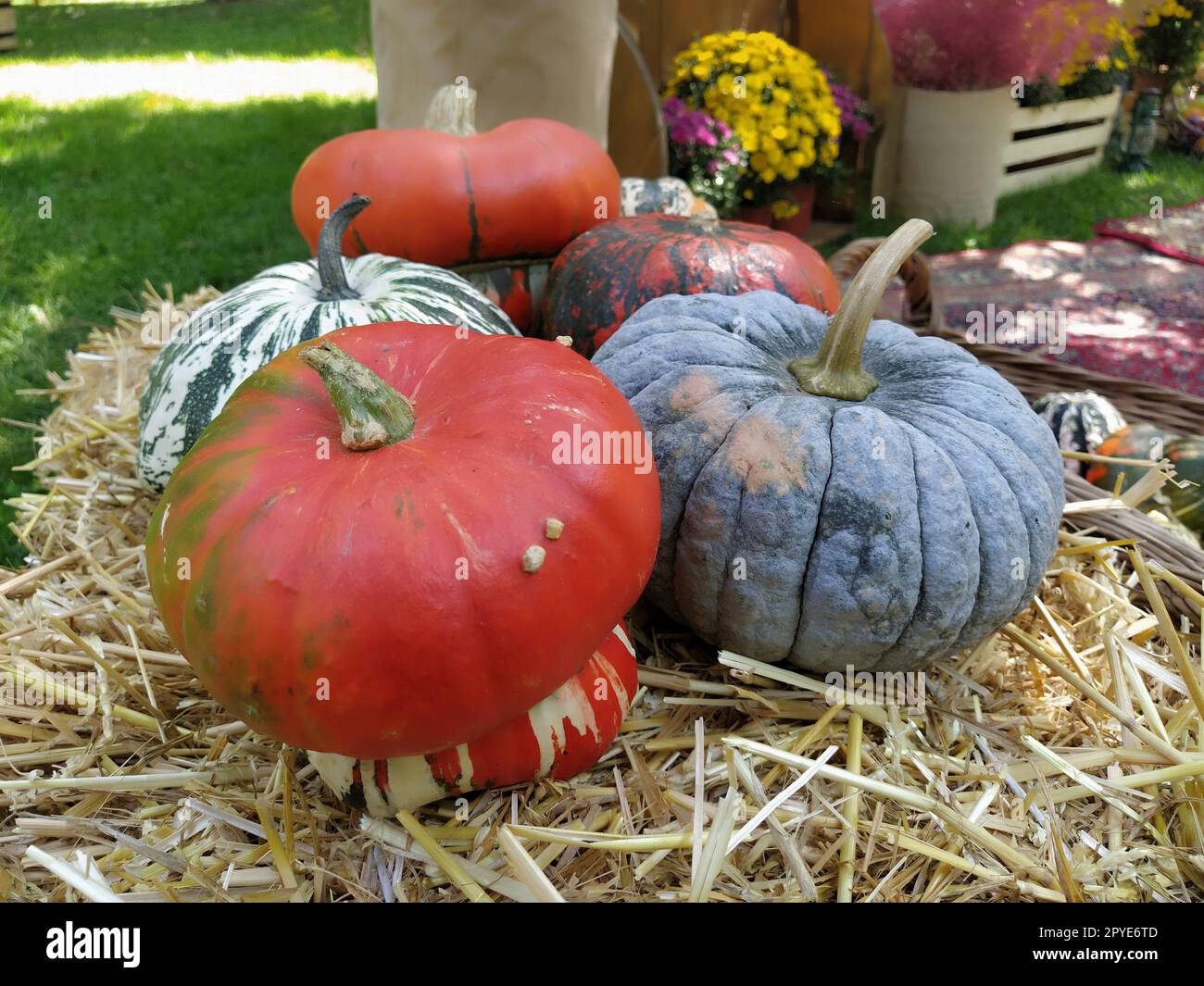 Zucca grigia e diverse zucche arancioni su paglia. Varietà botanica di zucche. Verdure zucchine e zucca. Simbolo di Halloween. Raccolto autunnale. Allhalloween, Eva di tutti i doni o Eva di tutti i Santi Foto Stock