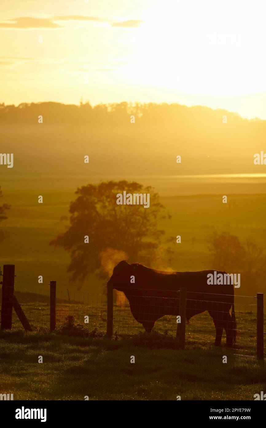 Aberdeen Angus Bull all'alba Foto Stock