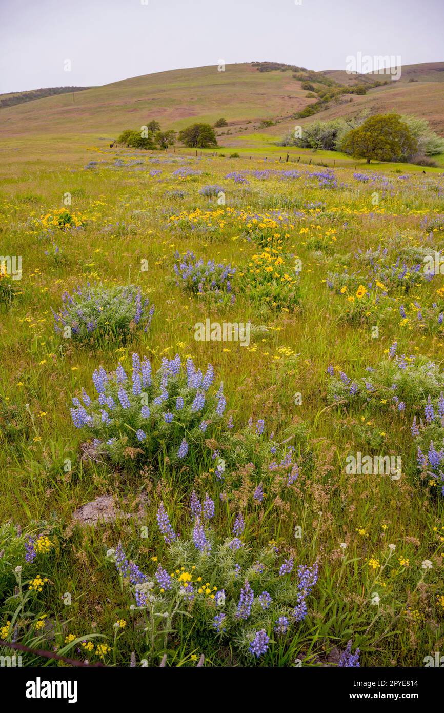 Fiori di Balsamroot, lupini e finocchio dolce (Foeniculum vulgare) in primavera presso la Columbia Hills Natural Area Preserve, Klickitat County, Lavaggio Foto Stock