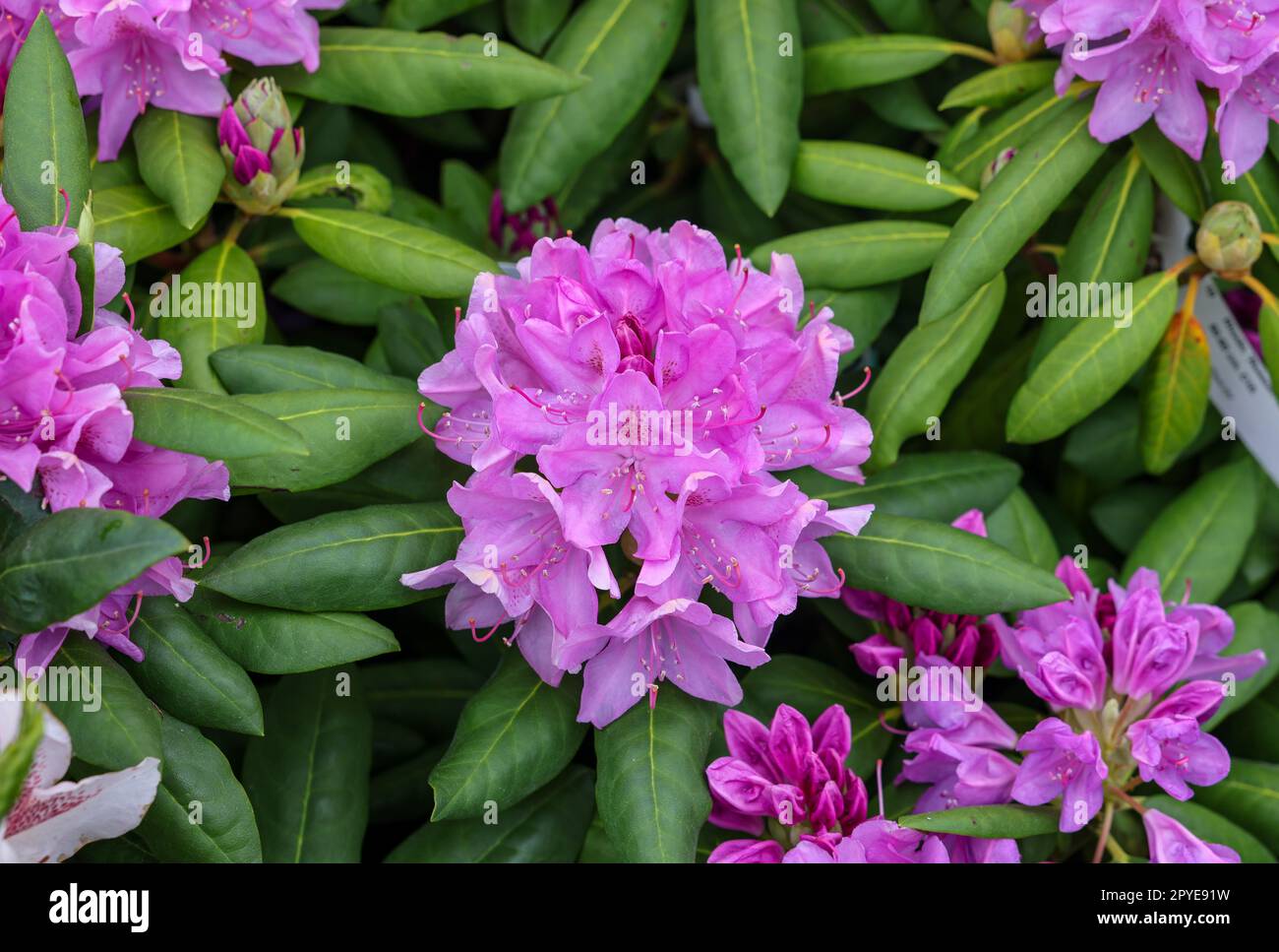 Bella fioritura rosa fiori azalea in giardino Foto Stock