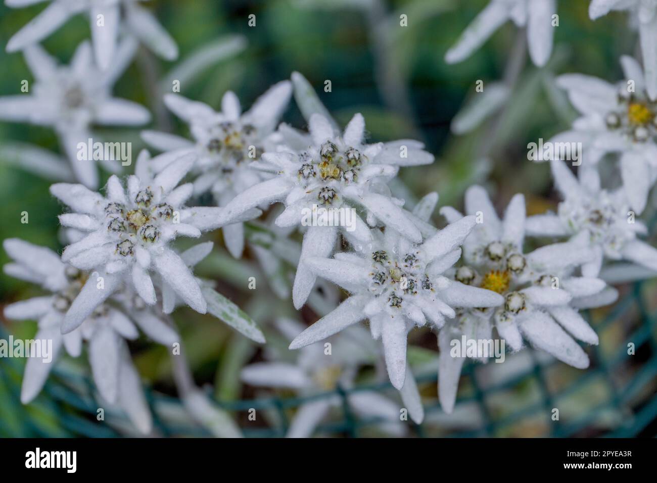 Primo piano dei fiori di Edelweiss in un giardino a Kirkland, Washington state, USA. Foto Stock