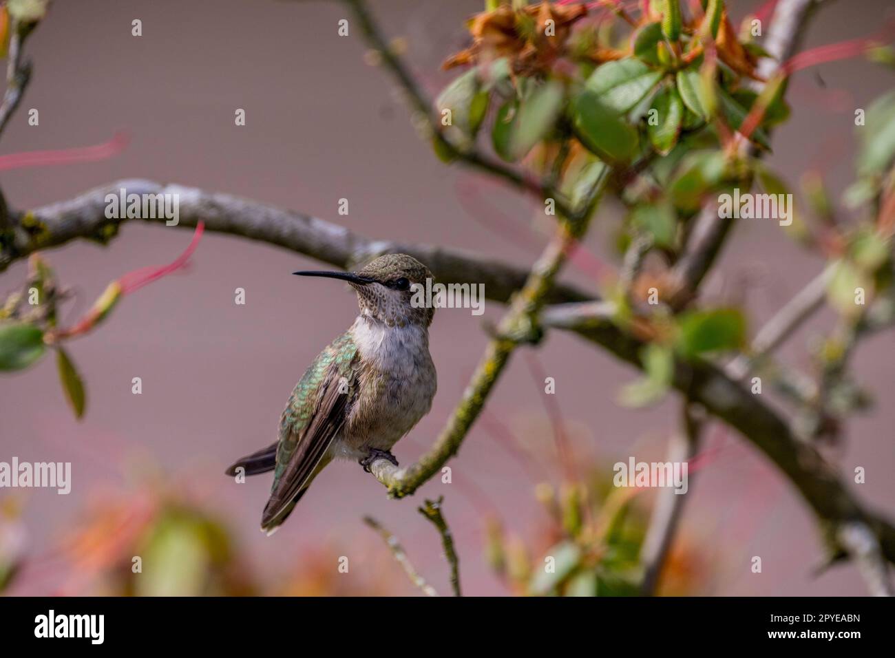 Una femmina Annas colibrì appollaiata su un ramo in un giardino di Kirkland, Washington state, USA. Foto Stock