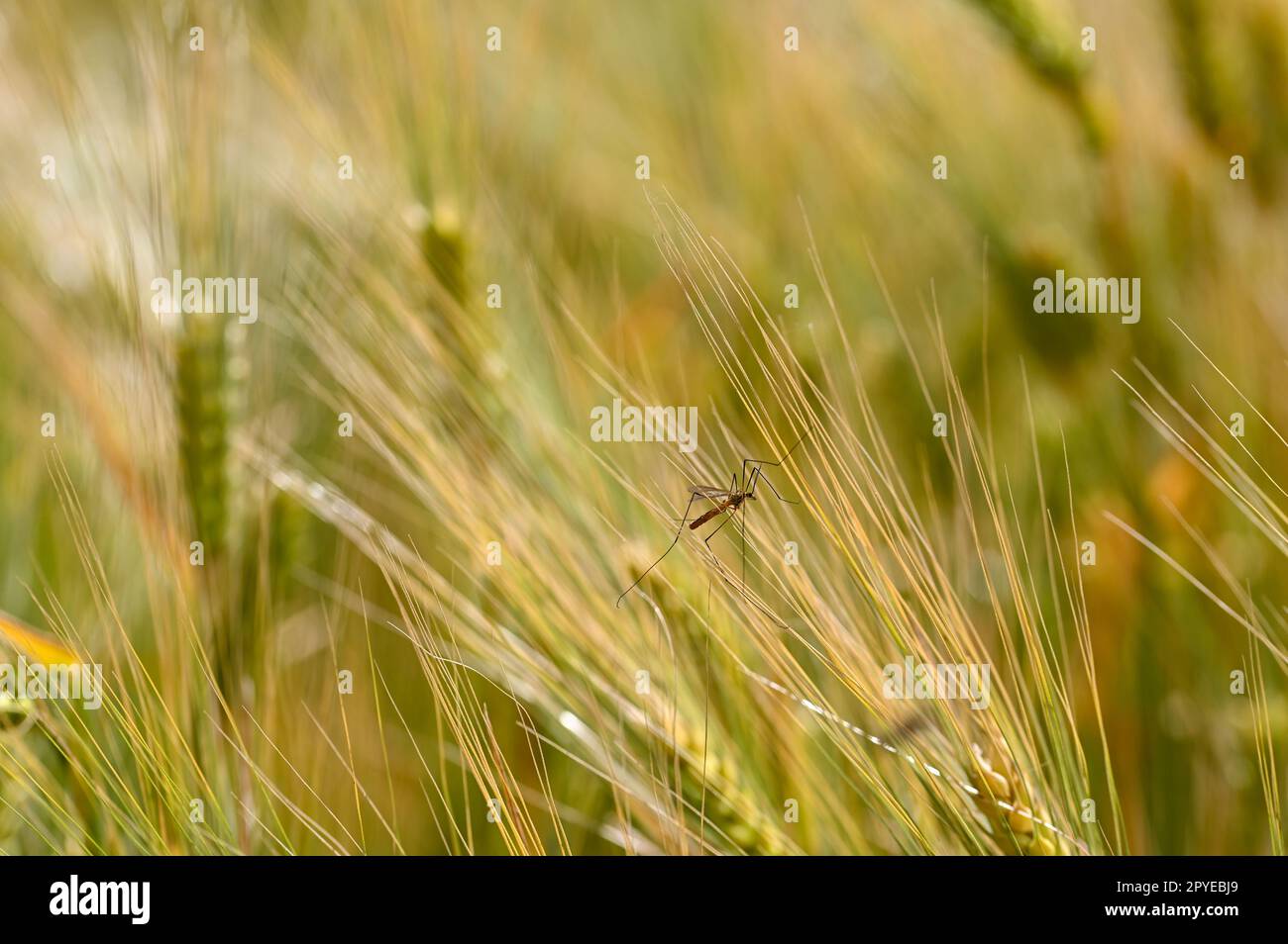 Grosso grossolano in un campo di grano Foto Stock