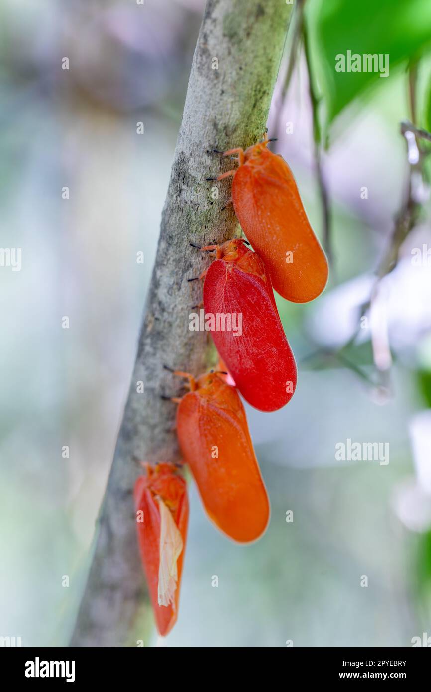 Rosea di Flatida, rosea di Phromnia, l'insetto di punta di fiori, fauna selvatica del Madagascar Foto Stock