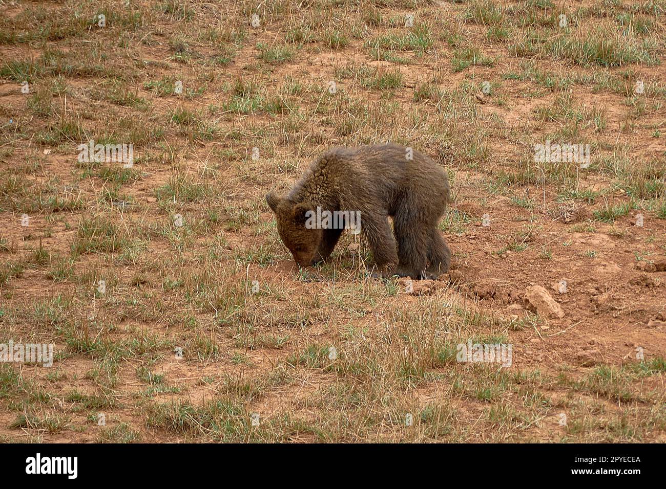 Cucciolo di orso bruno che mangia erba in montagna Foto Stock