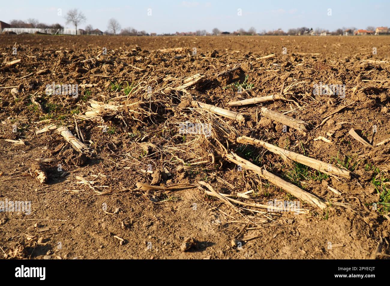 Campo coltivabile pronto per lavori agricoli primaverili. Terra nera arata. Farina di mais a terra. Terreno fertile per la semina. I fertilizzanti sono la chiave per un buon raccolto. Lavori agricoli Foto Stock