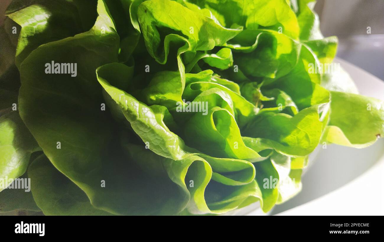 Lattuga nel lavandino. Le foglie verdi sono illuminate dal sole del mattino. Prodotto dietetico per la perdita di peso e una corretta alimentazione. Vitamine e minerali. Piante destinate al consumo umano Foto Stock