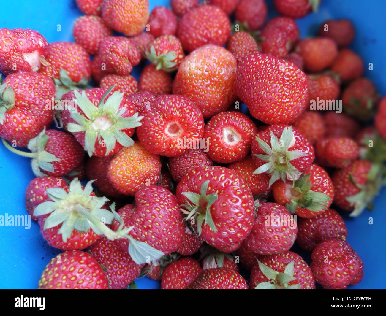 Sfondo fragole. Background alimentare. Fragole rosse di diverse dimensioni. Frutti di bosco con foglie verdi in primo piano. Frutta da giardino estiva Foto Stock