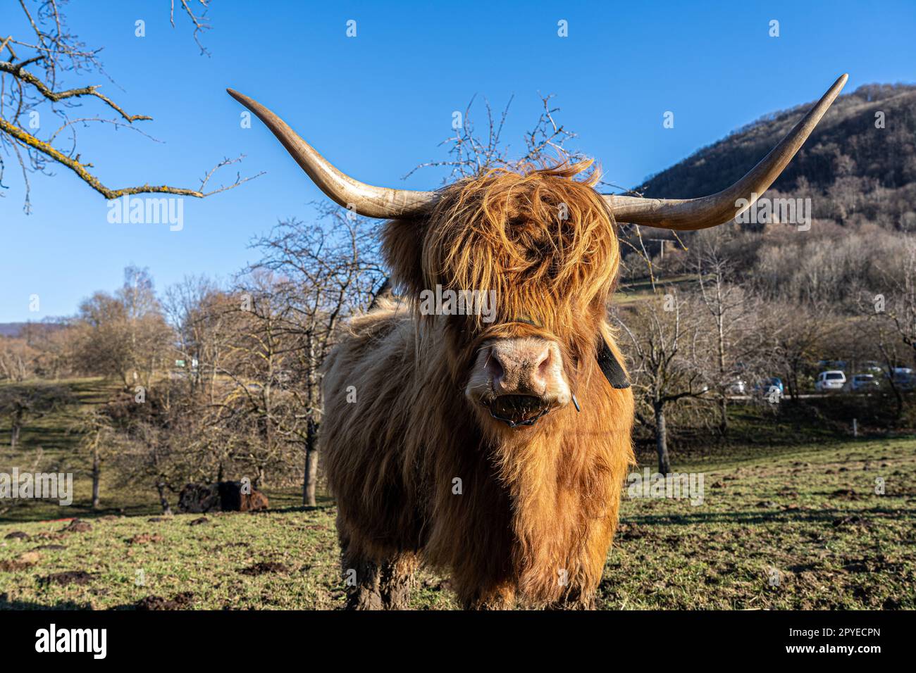 Grandi bovini folti con corna lunghe sul campo verde Foto Stock