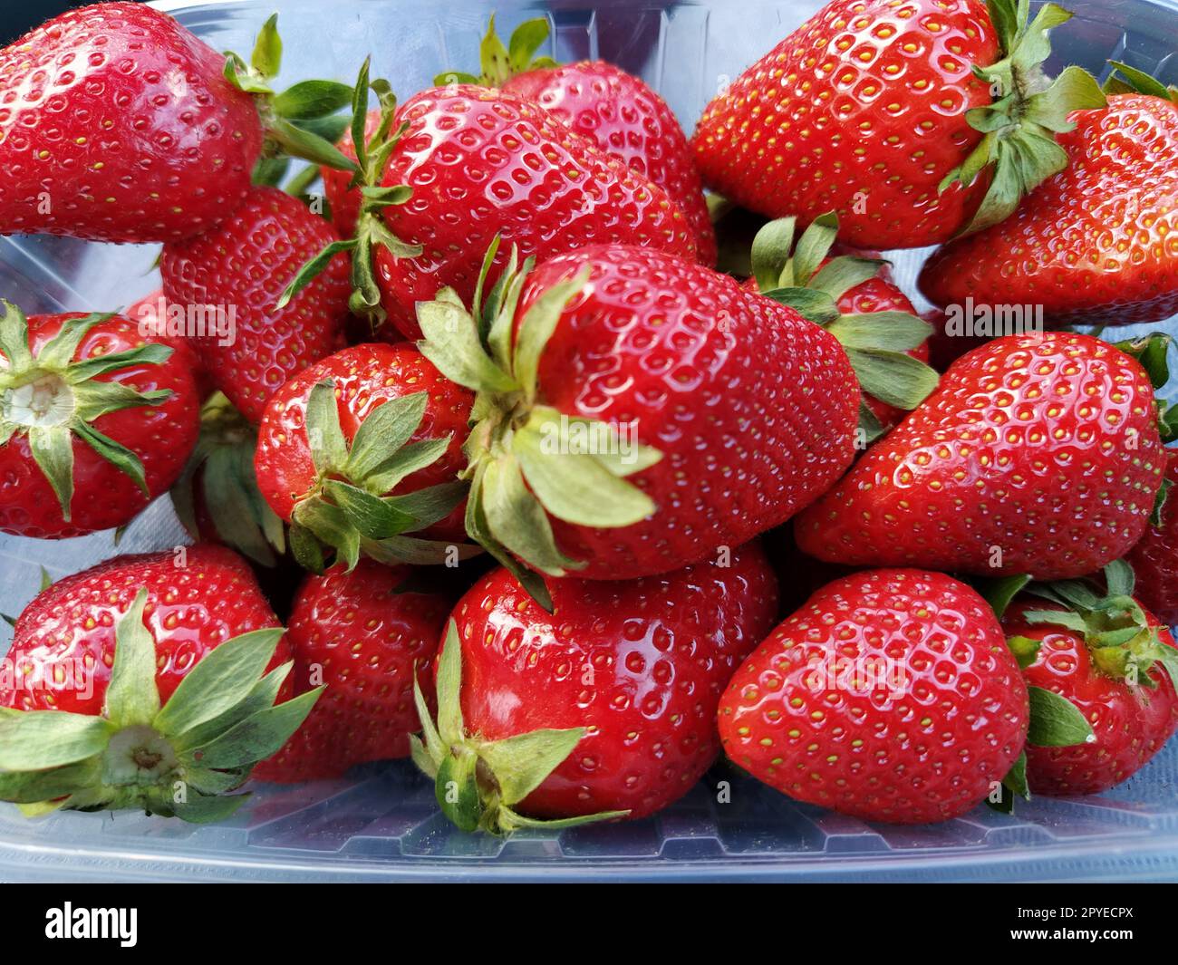 Fragole fresche in un contenitore di plastica trasparente. Bellissime bacche rosse di fragole da giardino Foto Stock