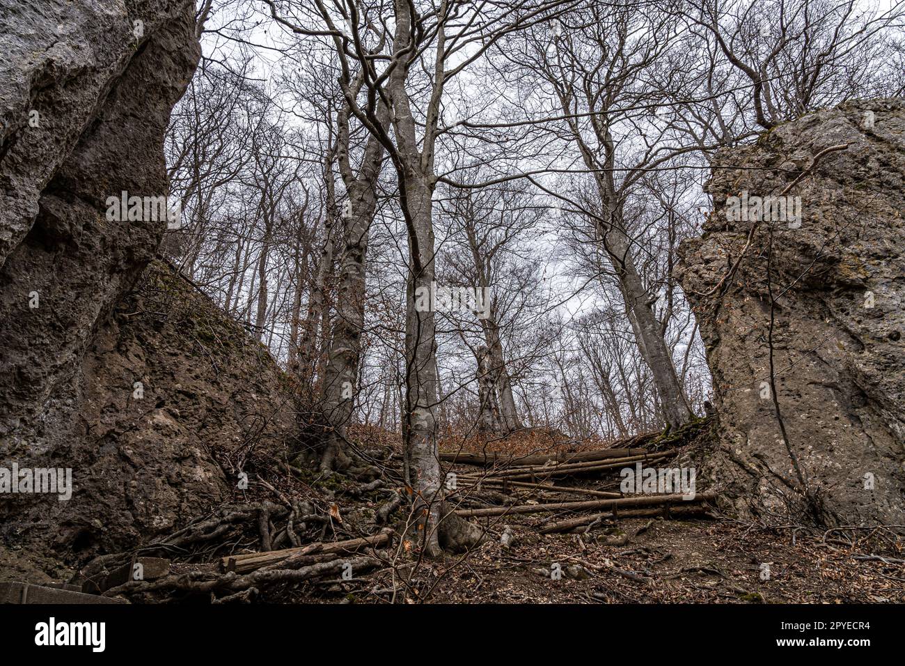 Rocce e alberi nel mezzo della foresta Foto Stock