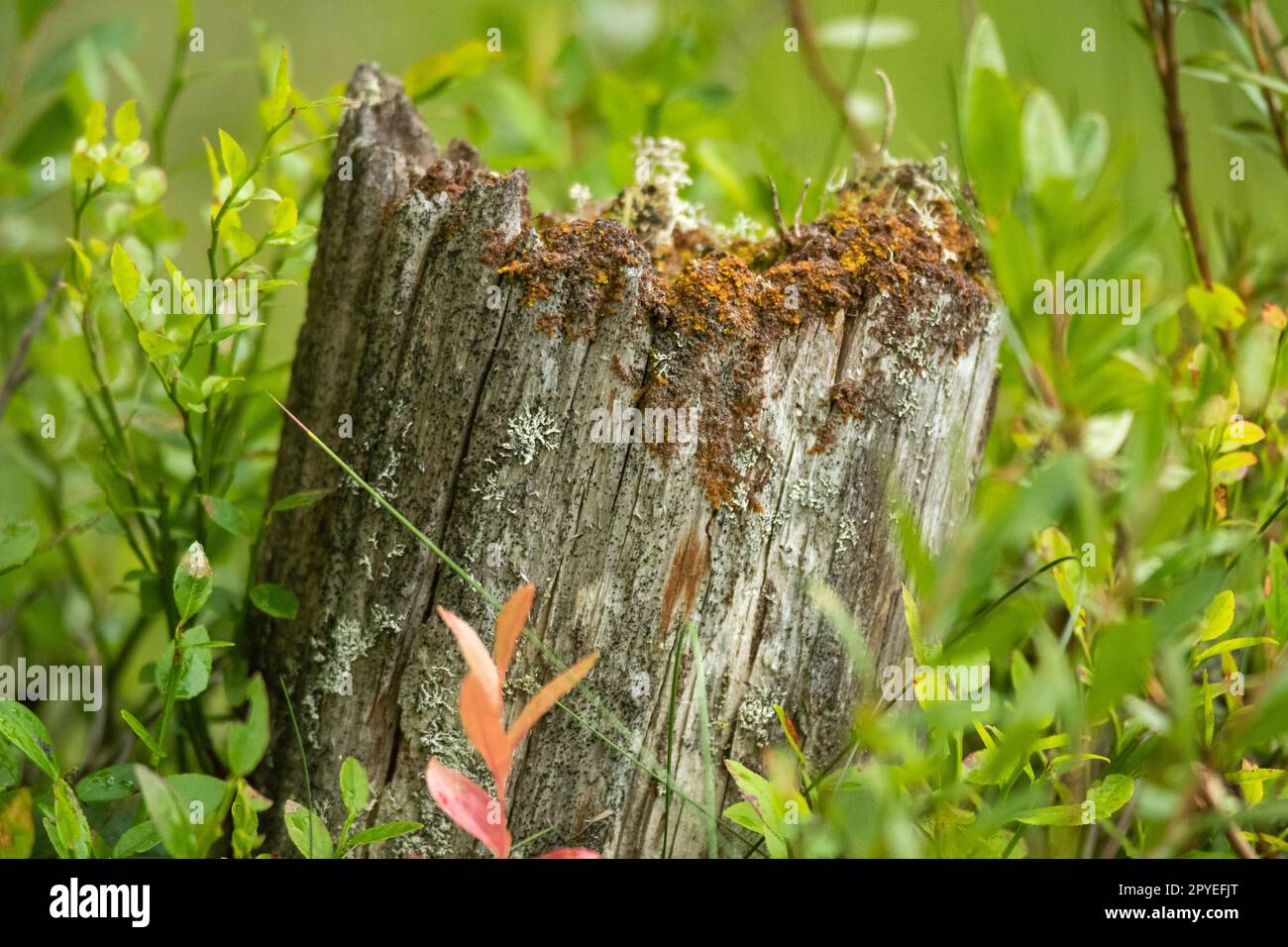 Un vecchio tronco di albero morto tagliato con muschio Foto Stock