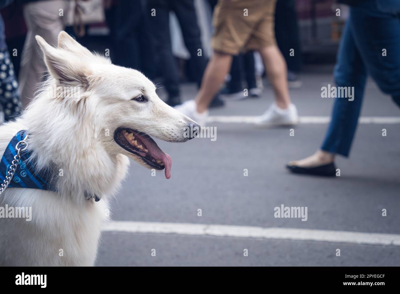 Primo piano con un cane pastore tedesco o svizzero bianco Foto Stock