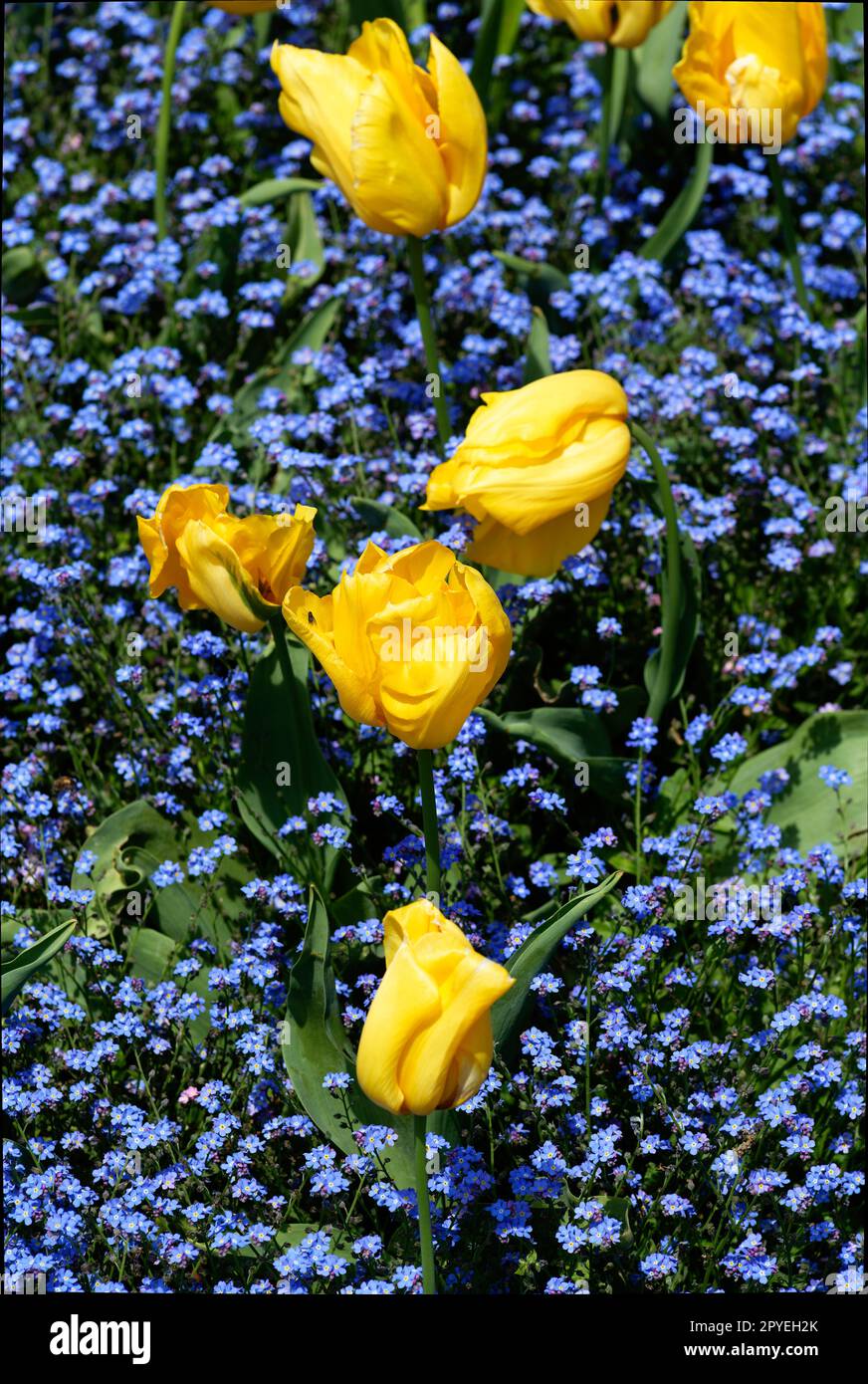 Tulipani gialli dorati con uno sfondo naturale di piccoli fiori blu Foto Stock