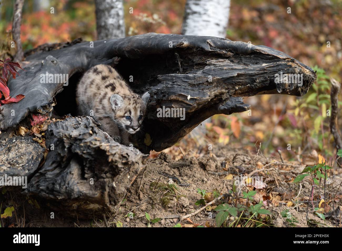 Cougar Kitten (Puma concolor) guarda giù da Log Autumn - animale prigioniero Foto Stock