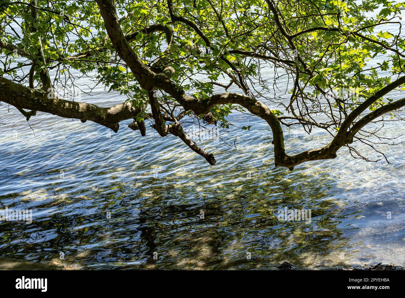 Acqua fresca, limpida e pulita del lago di Costanza Foto Stock