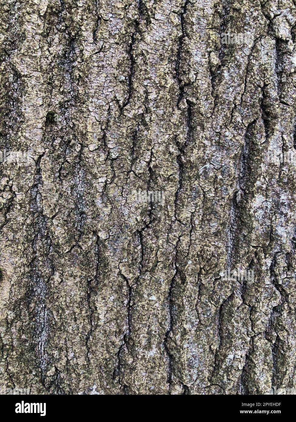 corteccia d'albero di rilievo resistente e incrinata Foto Stock