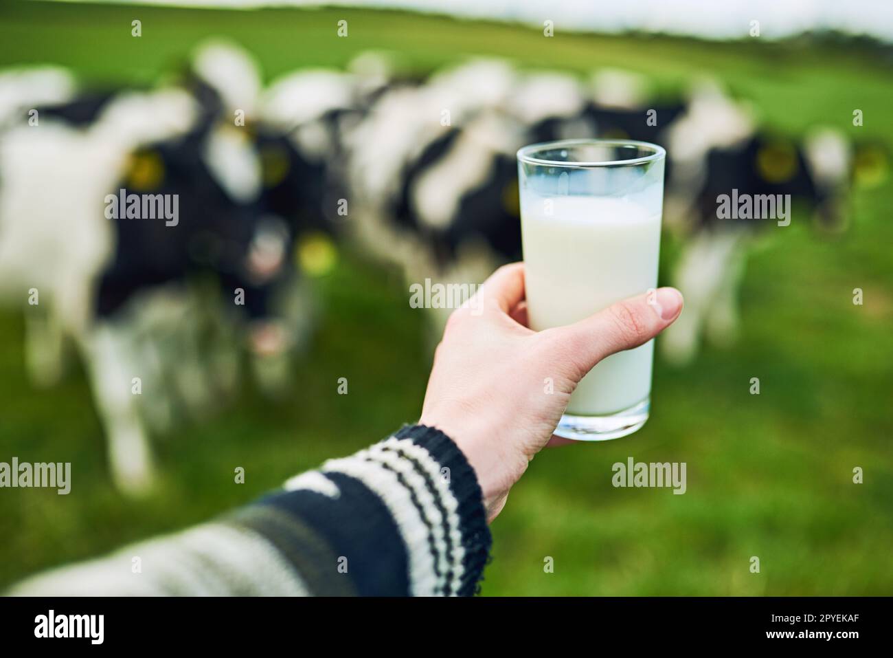 Solo il più fresco. un uomo irriconoscibile che tiene un bicchiere di latte in un caseificio con bovini al pascolo sullo sfondo. Foto Stock