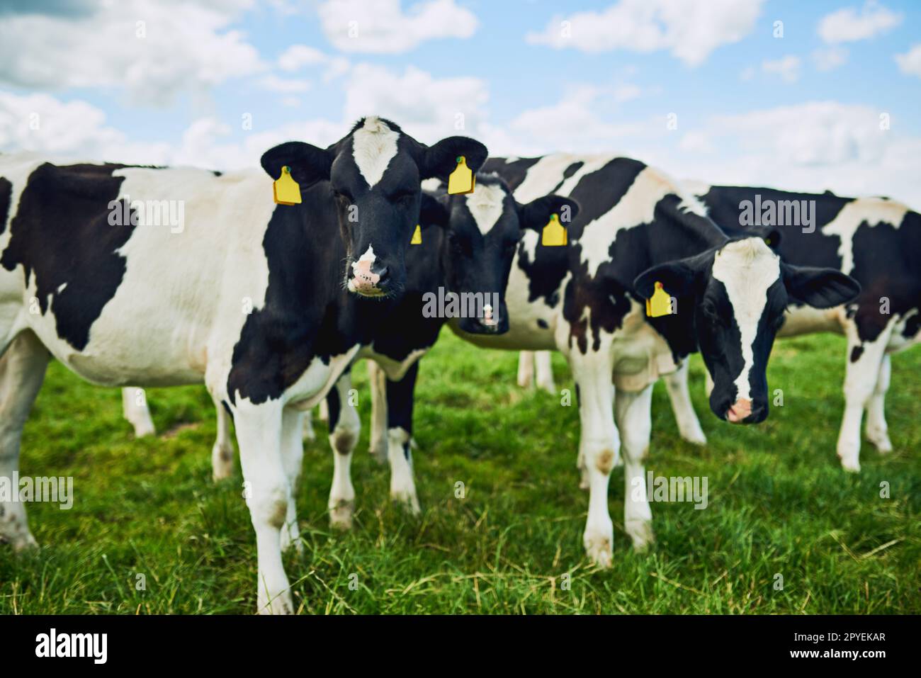 Prodotti freschi. una mandria di bovini che pascolano in una fattoria casearia. Foto Stock