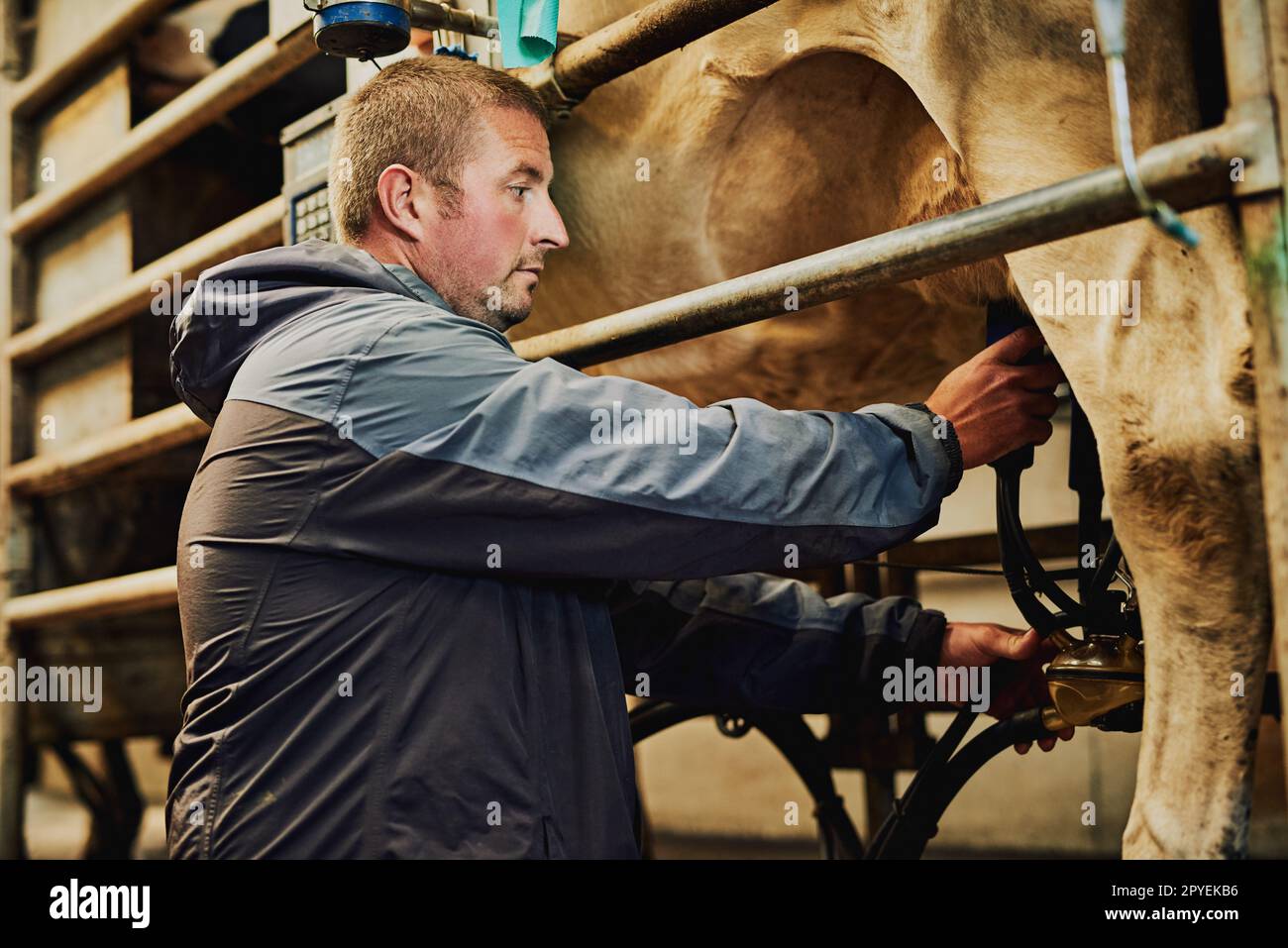 Supervisionando il processo di mungitura. un agricoltore maschio che munga le mucche in una fattoria casearia. Foto Stock