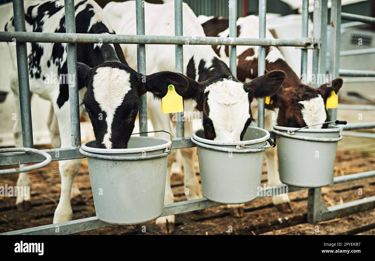 Amano il latte. tre vitelli che bevono latte da secchi in una fattoria casearia. Foto Stock