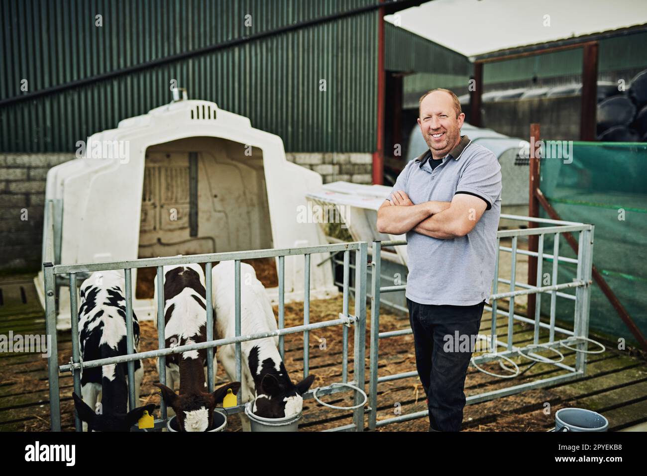 Questi giovani hanno bisogno di molto latte. Ritratto corto di un agricoltore maschio che alimenta i vitelli nella sua azienda casearia. Foto Stock