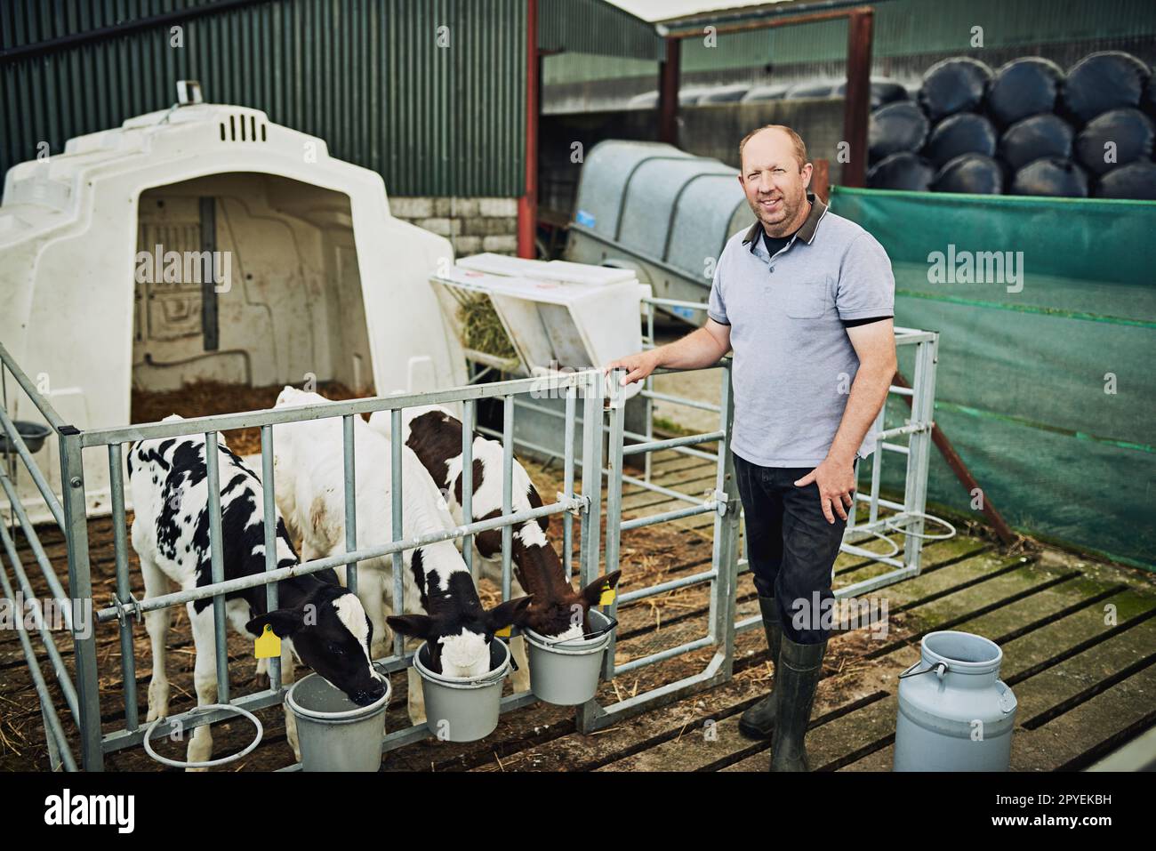 Solo il meglio per i miei vitelli. Ritratto completo di un agricoltore maschio che alimenta i vitelli nella sua azienda lattiero-casearia. Foto Stock