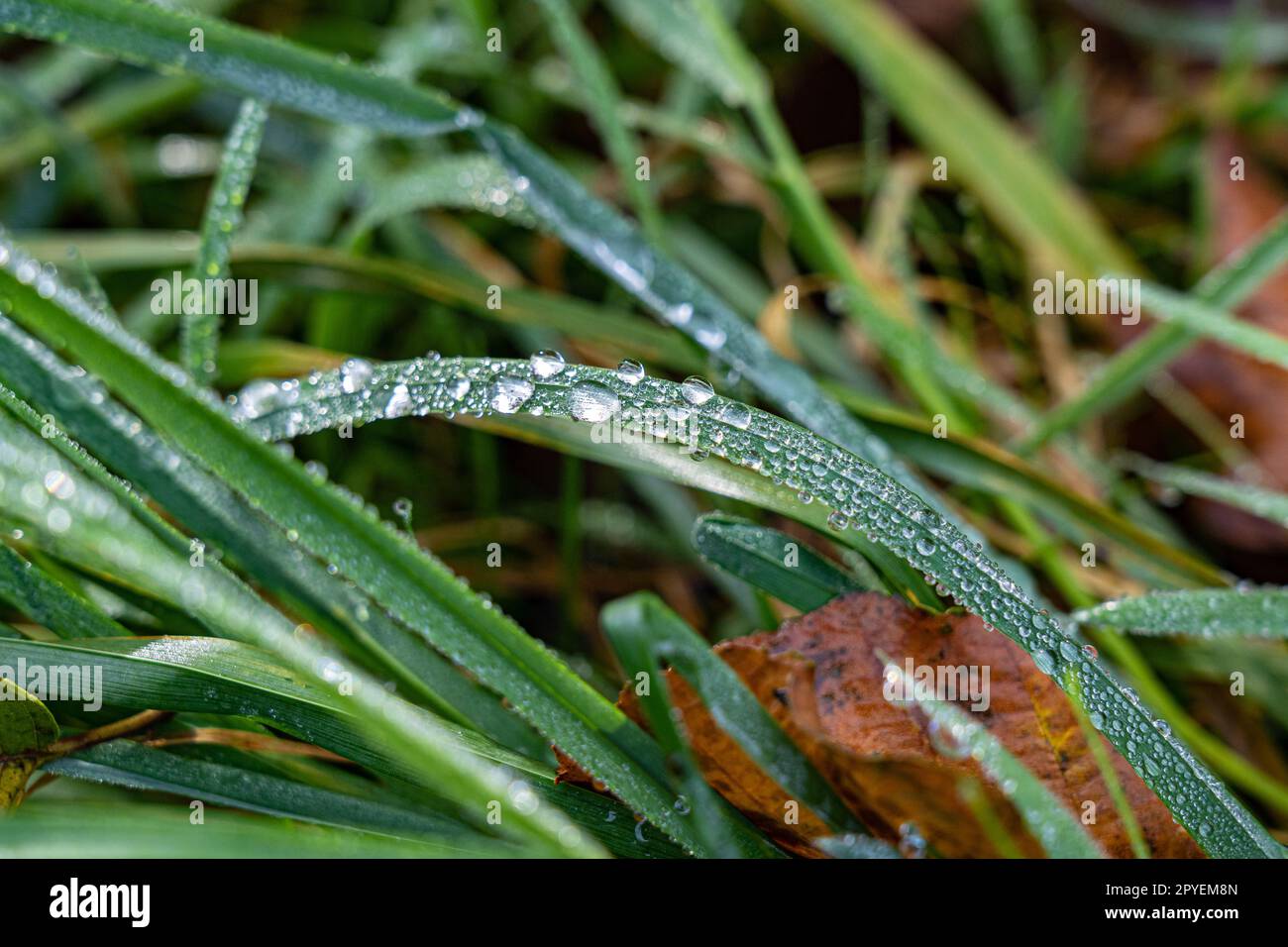 Gocce d'acqua sulle piante verdi al mattino Foto Stock