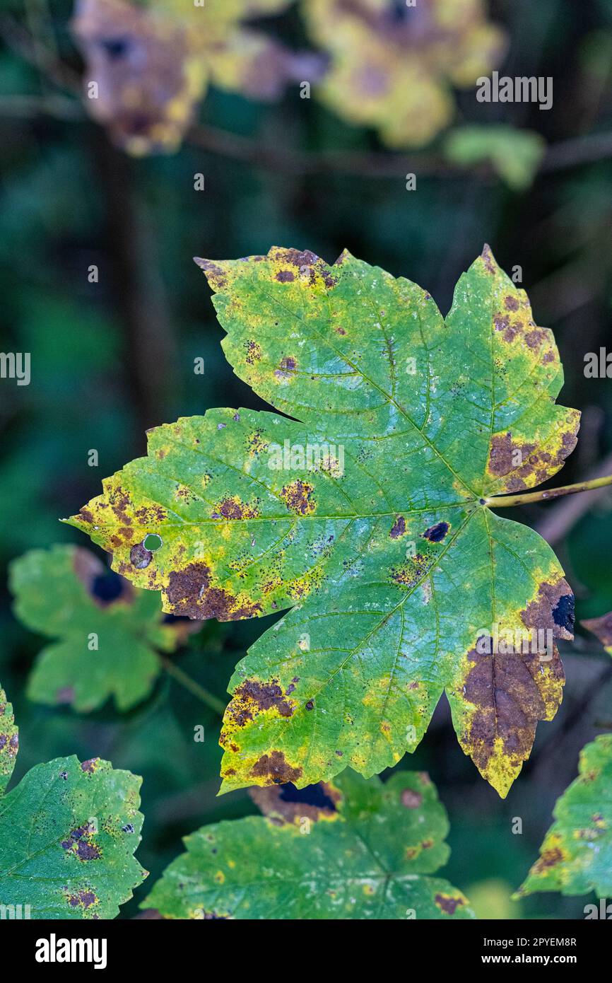 Foglia verde grande con macchie marroni, qualche tipo di malattia Foto Stock