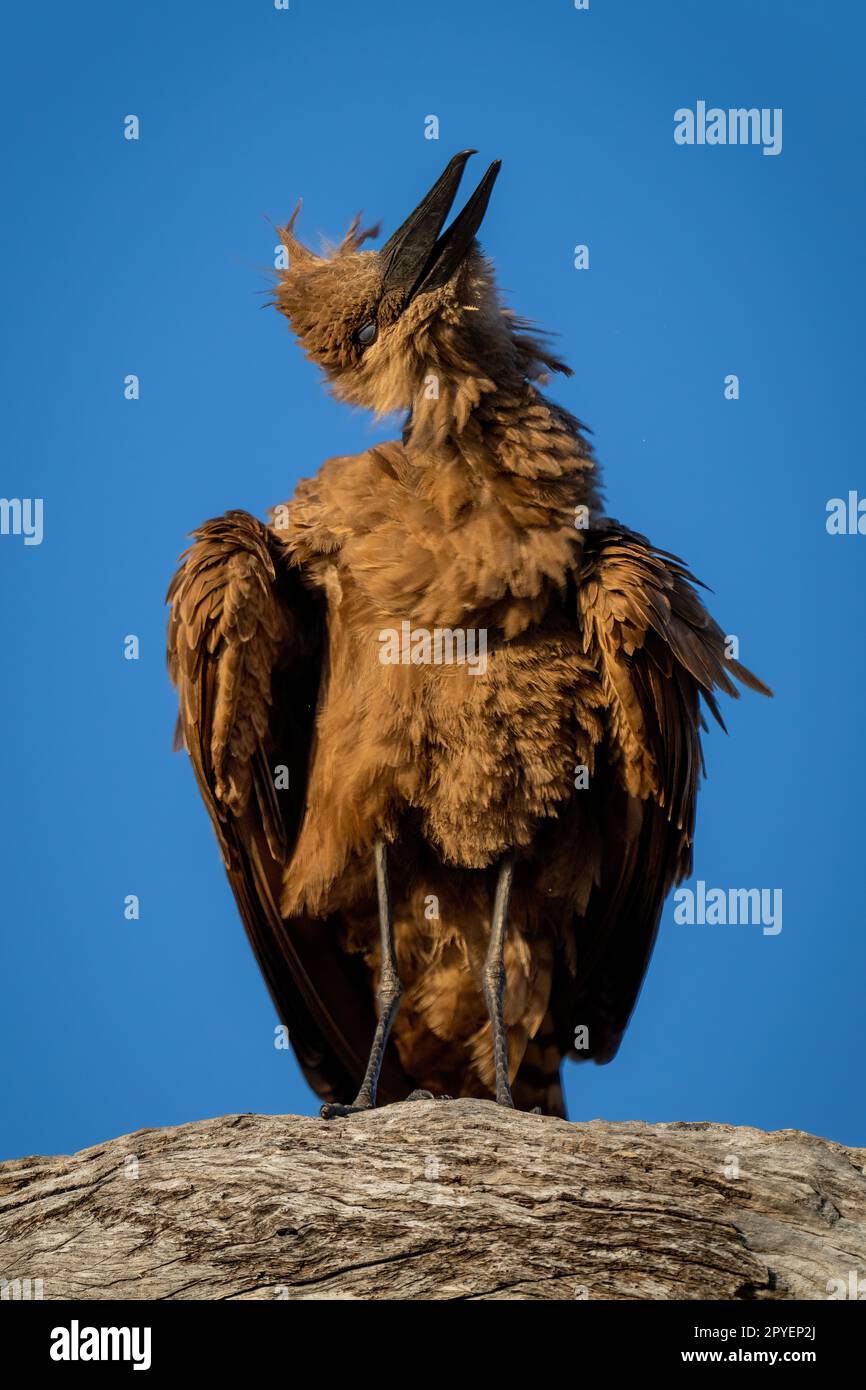 Hamerkop scuote la testa sul ramo sotto il sole Foto Stock