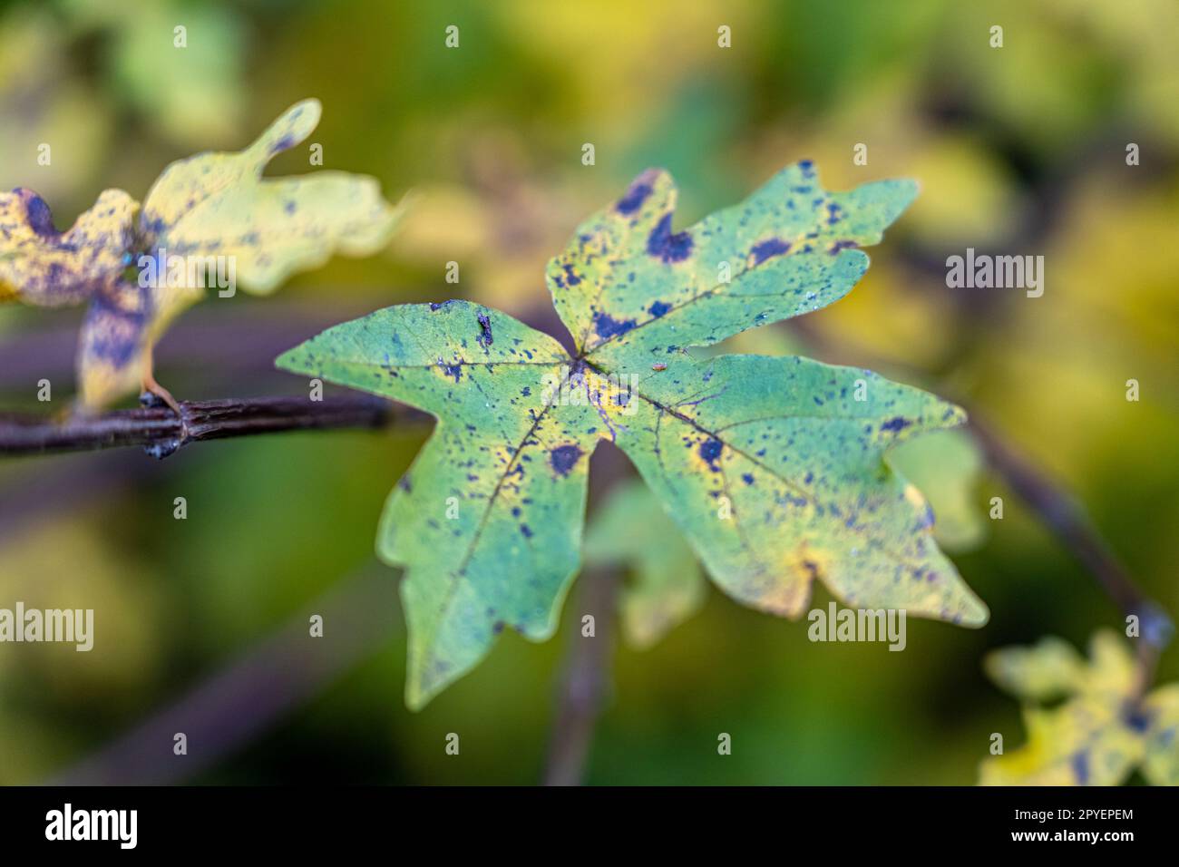 Foglia verde grande con macchie marroni, qualche tipo di malattia Foto Stock