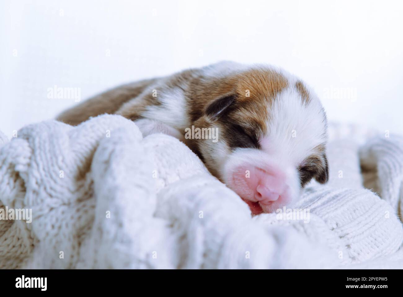 Ravvicinati l'adorabile cucciolo tricolore di corgi gallese dormi su una morbida coperta bianca in studio. Dormi bene e in tutta comodità Foto Stock