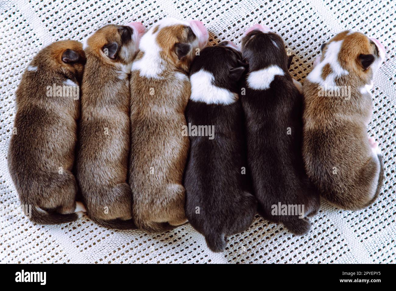 Carino, bello, calmo corgi gallesi, bianchi e neri, ciechi, piccoli cuccioli dormono insieme su una coperta in fila. Animali domestici Foto Stock