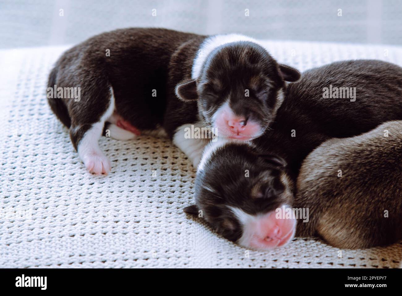 Snoozza cuccioli multicolori di corgi gallesi ciechi di colore marrone, bianco e nero che dormono insieme su una morbida coperta bianca. Infermieristica Foto Stock