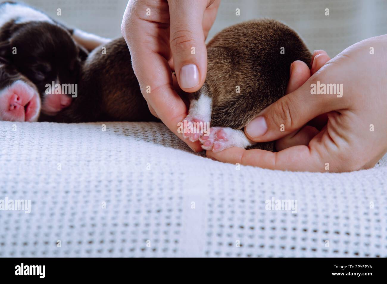Le mani femminili tagliate tengono con cura e mostrano minuscole zampe rosa di cucciolo gallese di corgi, dormi su una coperta bianca. Cura degli animali domestici Foto Stock