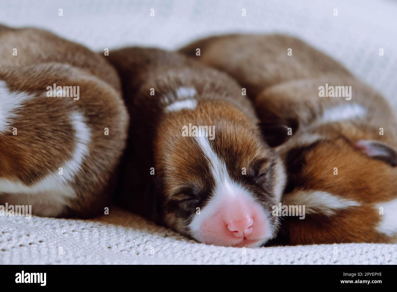 Tre cuccioli di corgi gallesi ciechi di colore marrone, bianco e nero multicolore che dormono insieme su una morbida coperta bianca in fila Foto Stock