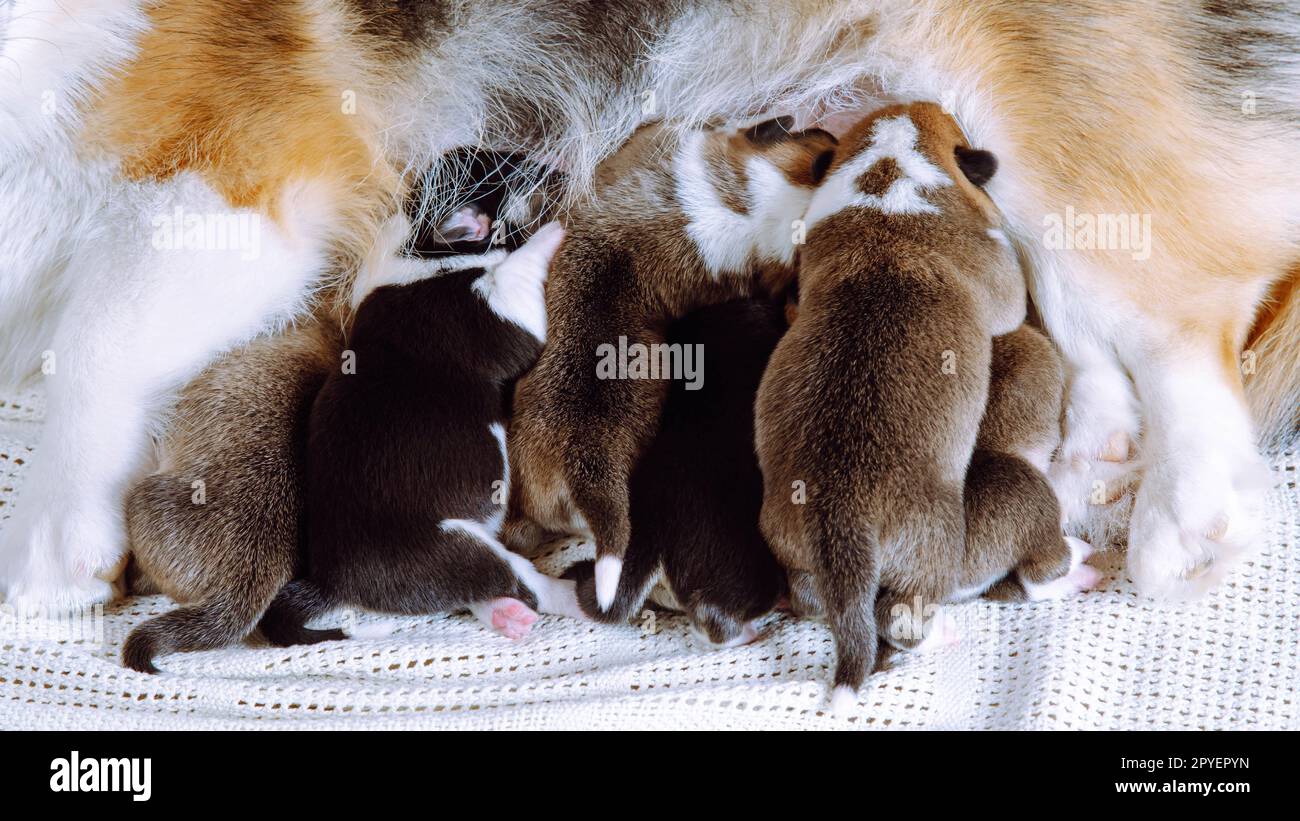 Piccoli cuccioli di corgi gallesi tricolori mangiano e si stendono vicino alla madre, allattano con latte su coperta bianca. Cura dei genitori Foto Stock