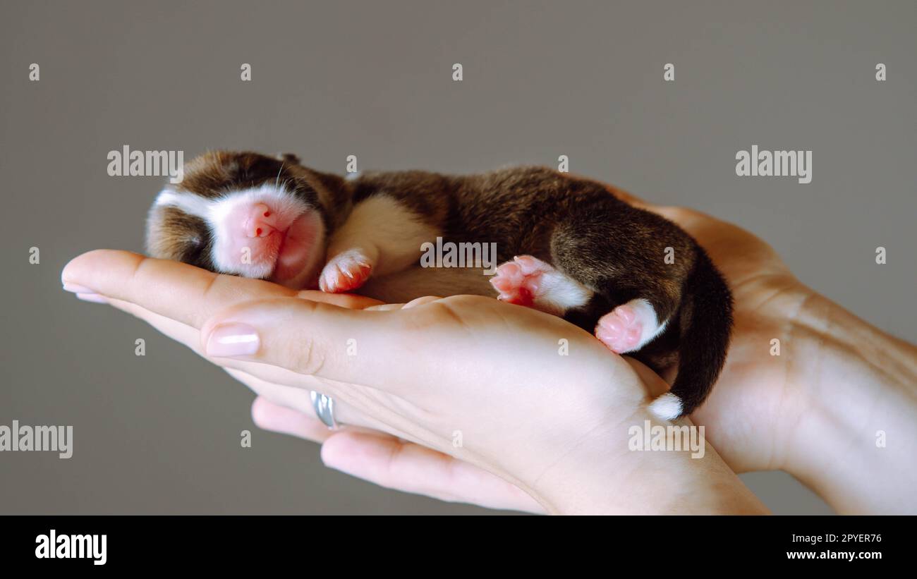 Ravvicinare le mani umane tagliate tenendo delicatamente un piccolo cucciolo di corgi gallese con gli occhi stretti. Buon sonno, salute animale domestico Foto Stock