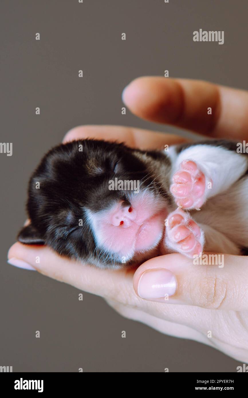 Primo piano verticale mani umane irriconoscibili che tengono con cura un piccolo cucciolo di corgi gallese su sfondo grigio studio Foto Stock