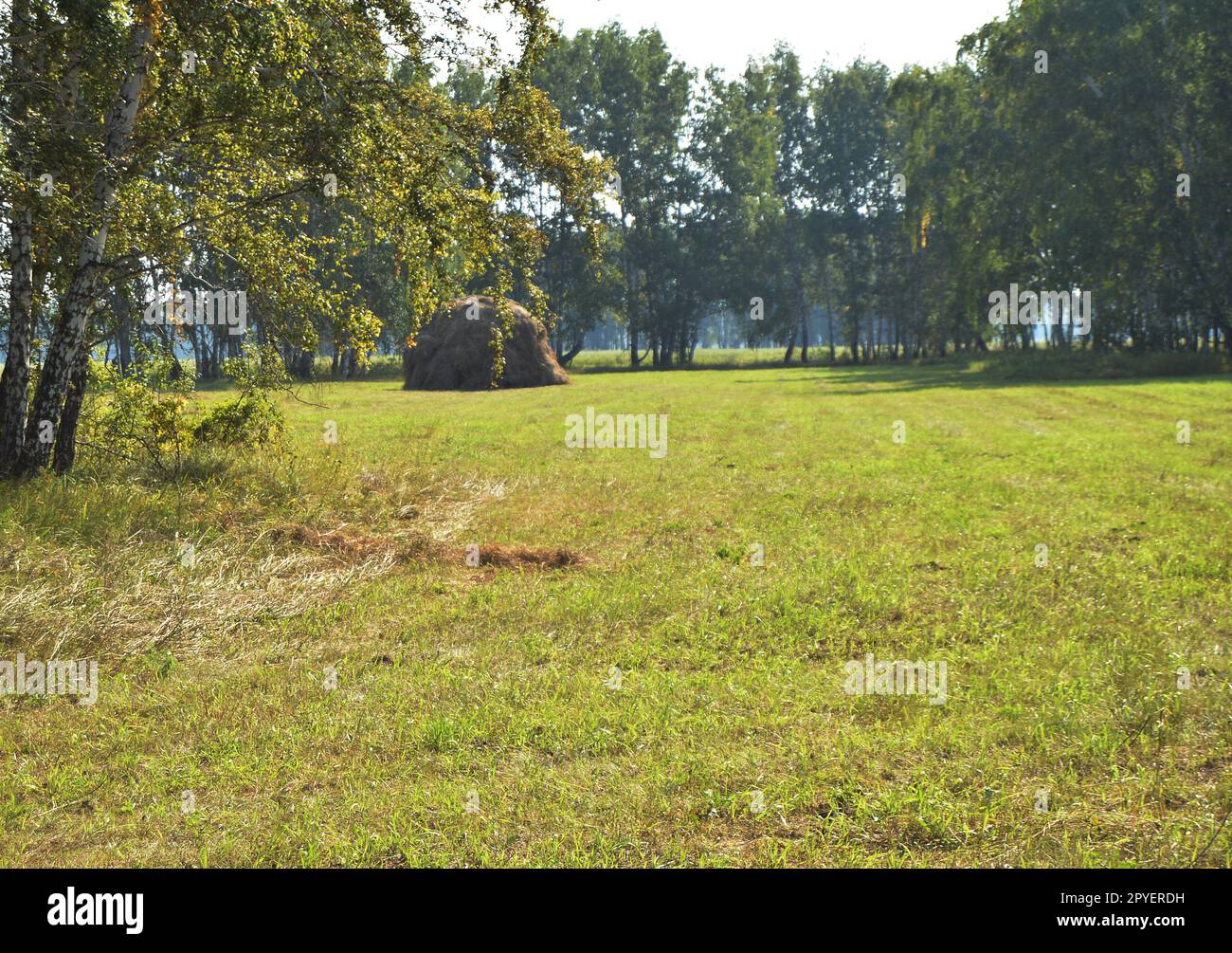 Alberi, campi, fieno in lontananza in una soleggiata giornata estiva Foto Stock