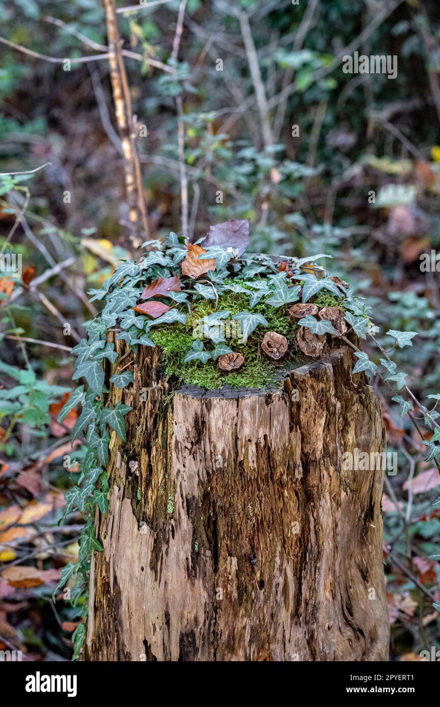 Edera verde su un tronco di albero mossy all'interno della foresta Foto Stock