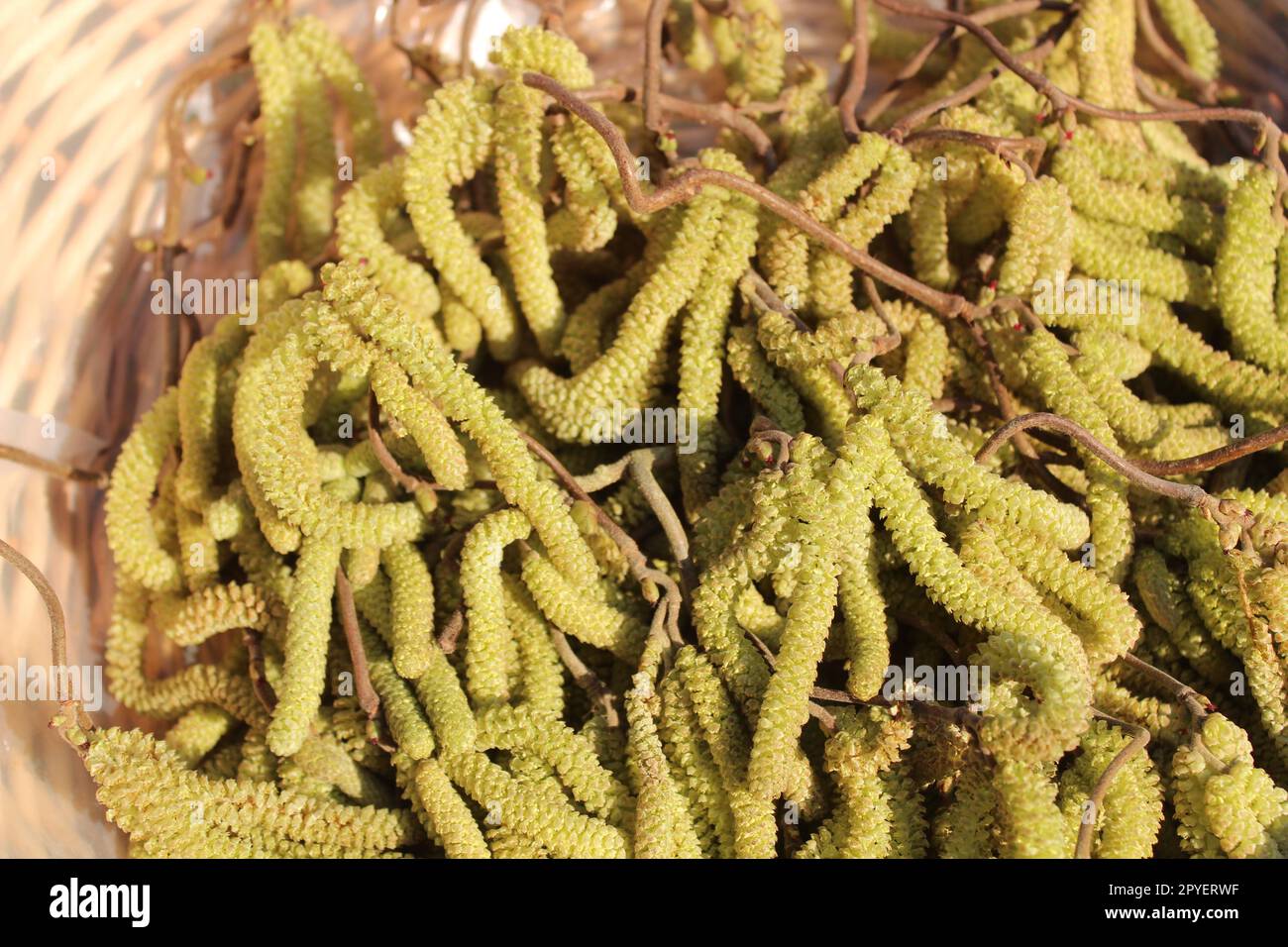 fioritura di un salice nel giardino Foto Stock