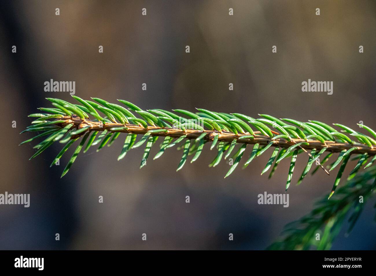 Un piccolo ramo di abete Nordmann con aghi verdi e fondo sfocato Foto Stock