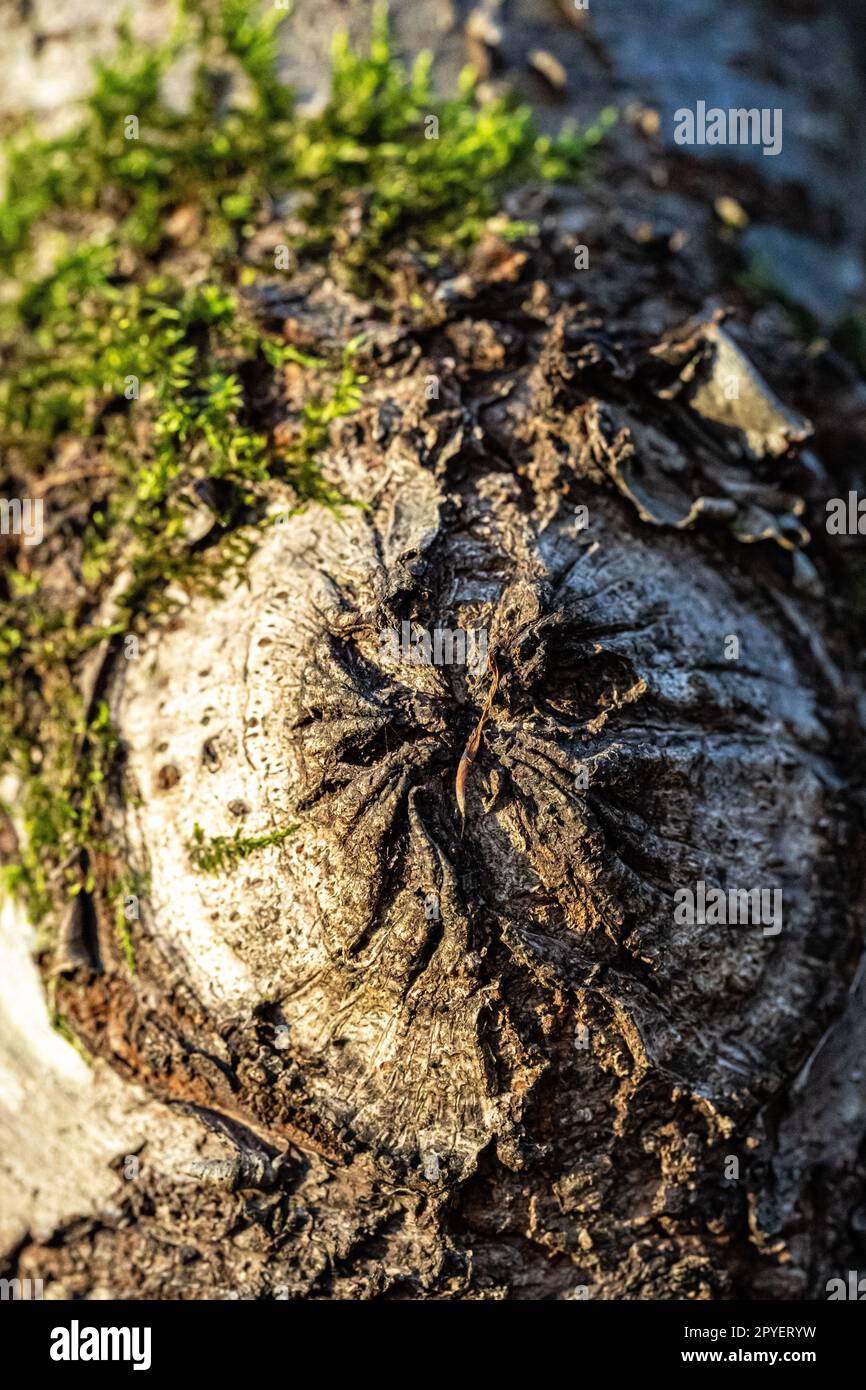 Corteccia di un albero bianco e mossy di una betulla con cicatrice grande Foto Stock