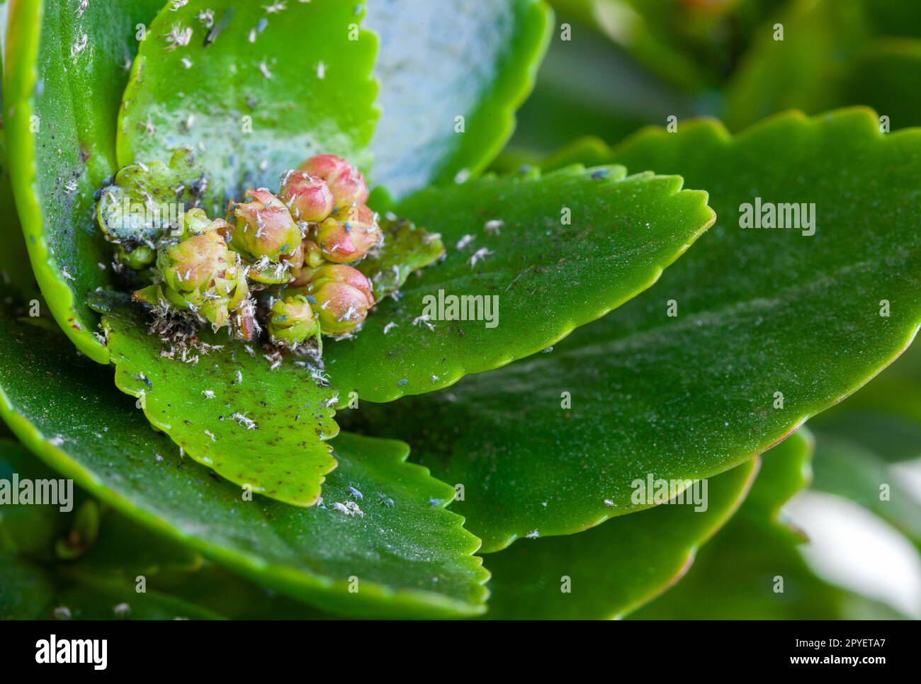 Pesti differenti sui germogli di una pianta succulente. Foto Stock