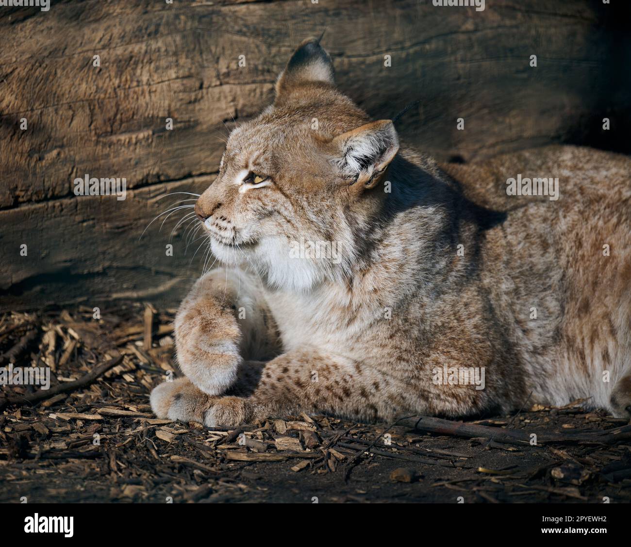 La lince adulta si trova a terra, il giorno di primavera Foto Stock